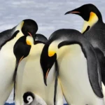 Novas colonias de pinguim imperador na Antartica sao avistadas por satelites