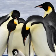 Novas colonias de pinguim imperador na Antartica sao avistadas por satelites