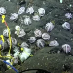 Novas especies