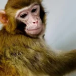 O primeiro macaco rhesus clonado a sobreviver mais de um dia