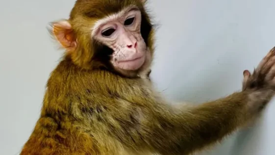 O primeiro macaco rhesus clonado a sobreviver mais de um dia