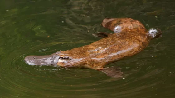 Ornitorrinco de 24 anos e o mais velho ja encontrado na natureza