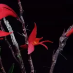 Orquidea vermelha descoberta em vulcao extinto surpreende pesquisadores