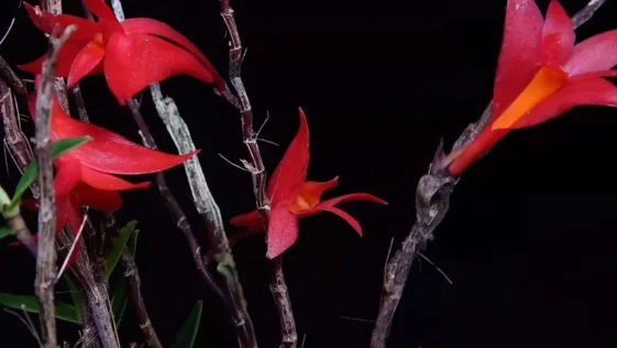 Orquidea vermelha descoberta em vulcao extinto surpreende pesquisadores