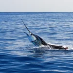 Peixe alienigena pode ter tido maior mandibula do planeta