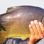 Peixe nativo da Amazonia e encontrado em lago na Irlanda