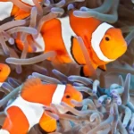 Peixes palhacos contam numero de listras para diferenciar a familia dos oponentes