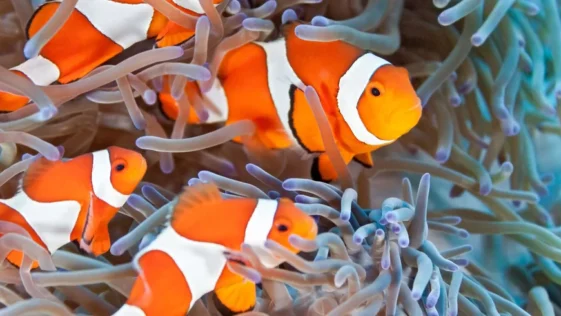 Peixes palhacos contam numero de listras para diferenciar a familia dos oponentes