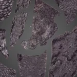 Pele fossilizada de 288 milhoes de anos e a mais antiga do mundo