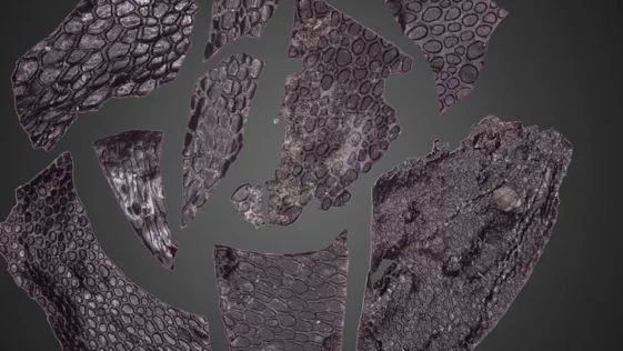 Pele fossilizada de 288 milhoes de anos e a mais antiga do mundo