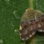 Poluicao afeta a capacidade das mariposas