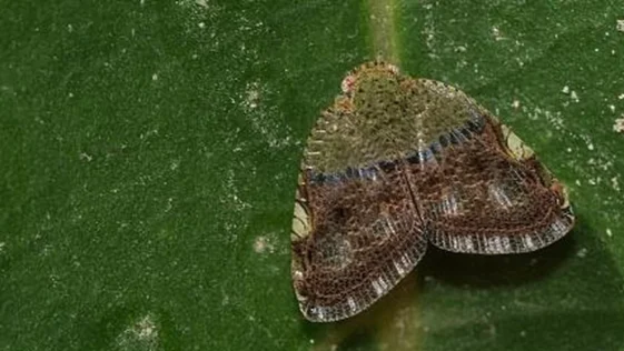 Poluicao afeta a capacidade das mariposas