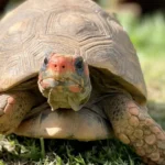 Por que os animais diminuiram de tamanho com o processo evolutivo