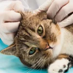 Por que os gatos nao tem pelos na frente das orelhas