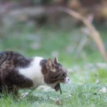 Por que os gatos vomitam com tanta frequencia