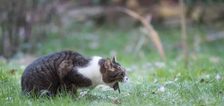 Por que os gatos vomitam com tanta frequencia