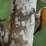Por que os pica paus nao sofrem danos cerebrais ao bicar madeira