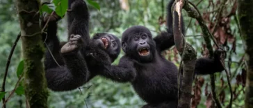 Primatas se provocam como brincadeira ha 13 milhoes de anos diz estudo