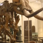 Quais sao as diferencas entre o mastodonte e o mamute