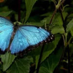 Qual e a diferenca entre as borboletas e as mariposas