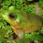 Sapo encolhedor a especie que fica menor ao envelhecer