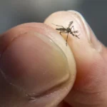 Segundo a OMS Brasil foi o pais com mais casos de dengue em 2023