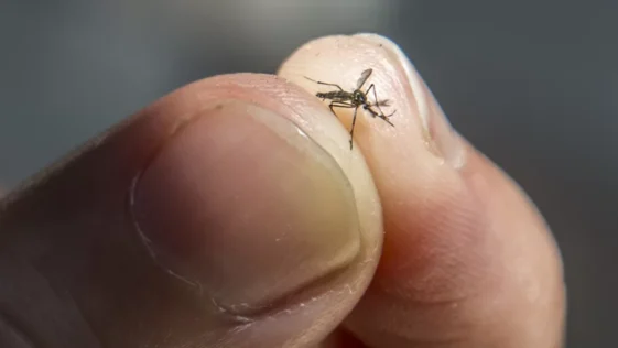 Segundo a OMS Brasil foi o pais com mais casos de dengue em 2023