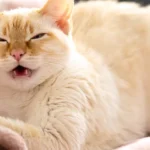 Sera que caes e gatos tambem podem ter alergia a humanos