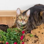 Seu gato esta tentando te irritar Talvez ele so esteja inseguro