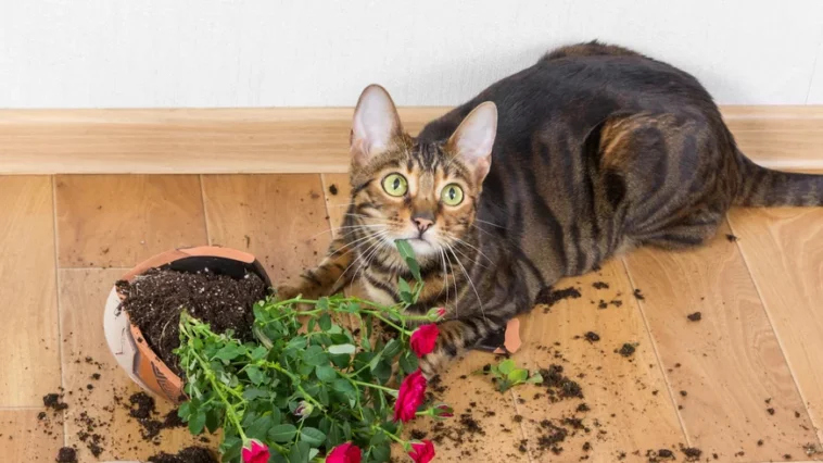 Seu gato esta tentando te irritar Talvez ele so esteja inseguro