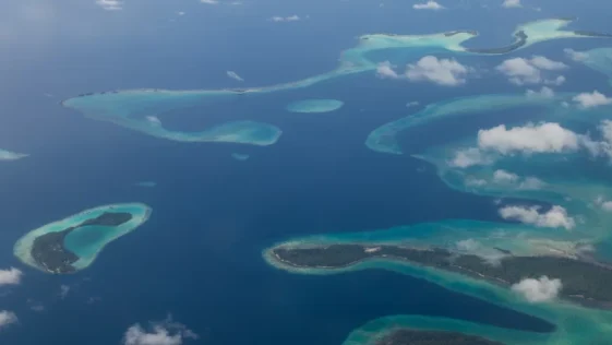 Superestrutura crescendo desde a epoca dos dinossauros e encontrada na Melanesia