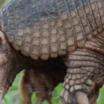 Tatu canastra brasileira ajudou a ciencia a conhecer melhor a especie