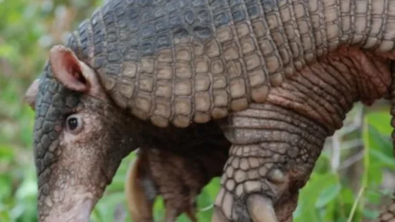 Tatu canastra brasileira ajudou a ciencia a conhecer melhor a especie