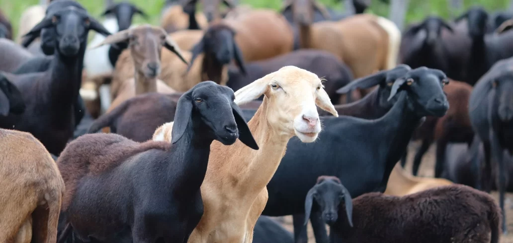 Trompa, cambada e fato: como são chamados os coletivos desses animais ...