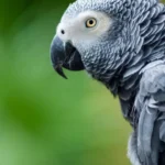 Zoo britanico lanca plano para impedir papagaios de falar palavroes