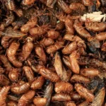 cigarras