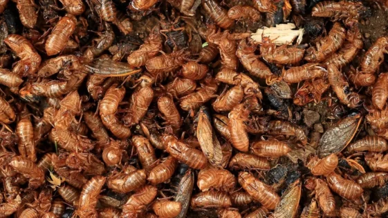 cigarras