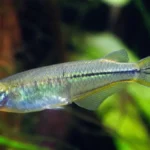 peixe