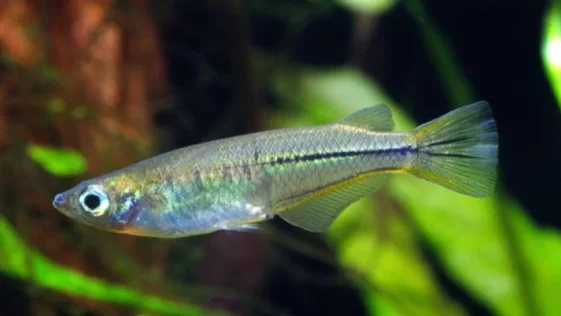 peixe